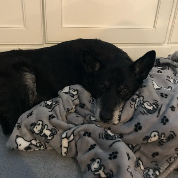 Meet your Posher, Lucy - Picture 1 of 1